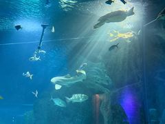 -暹罗海洋世界