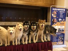 -长白山万达喜来登度假酒店