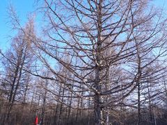 -北极村旅游风景区