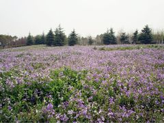 iphone_upload_pic-郑州植物园