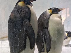 -海合安成都极地海洋公园