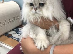 -纳吉亚猫专科动物诊疗中心(蒋宅口分院)