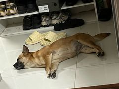 -艾贝尔宠物医院·狂犬免疫点(江山金象城店)