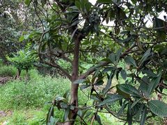 -塘栖枇杷特色园区