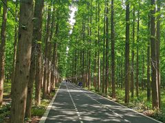-东平国家森林公园