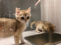 -飞行喵MR PILOT|猫舍·猫咖(静安大融城店)