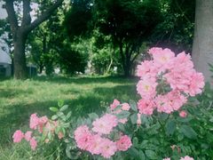 -鹅湖玫瑰文化园