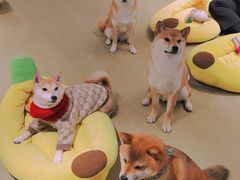 -逗柴咖啡屋·狗咖猫咖宠物桌游