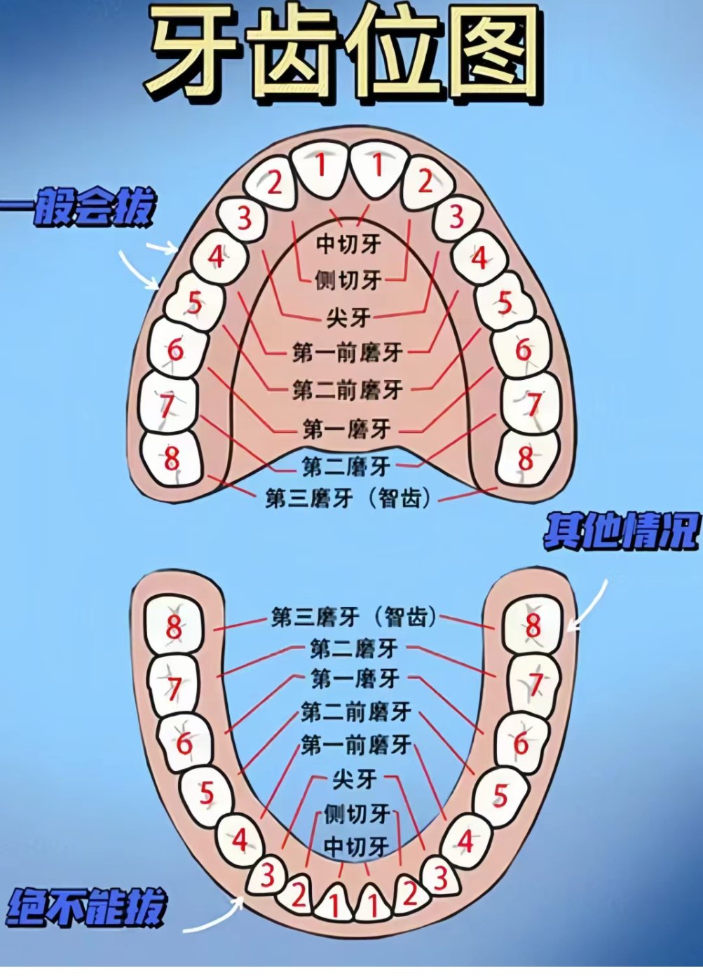 28颗牙齿结构图图片