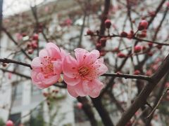 -梅园食堂
