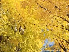 -四川大学(华西校区)