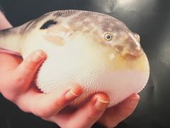-肆月河豚·新淮扬(金融街店)