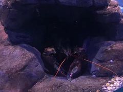 -瑞普利水族馆