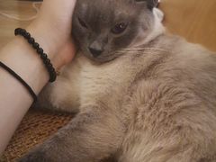 -滚猫咖啡·猫咖·猫友好撸猫(未来城店)