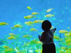 -合肥海洋世界