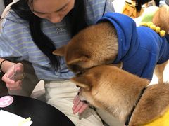 -逗柴咖啡屋·狗咖猫咖宠物桌游