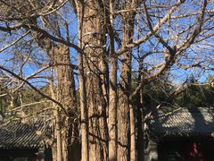 -潭柘寺景区