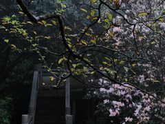 -梧桐山风景名胜区