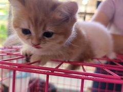 -万达广场(泰安泰山店)