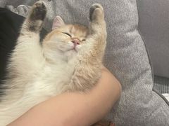 -猫大福·Fortune Cat猫舍(百子湾店)