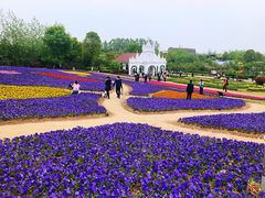 -杭州湾海上花田景区