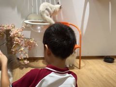 -1013 PET SHOP精品宠物商店(丁香店)