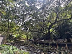 -广州市石门国家森林公园