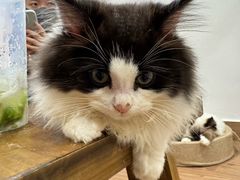 -楼上猫咖(罗湖店)