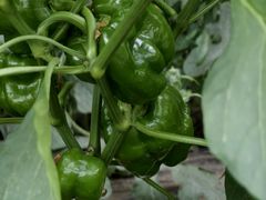 -庞各庄翠芳园西瓜蔬菜基地采摘园