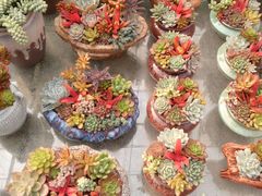 -龙大花卉苗木市场