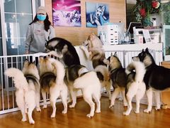-Husky Go! 哈士奇体验馆·宠物咖啡厅狗咖