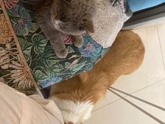 -平行世界·猫咖(首经贸店)
