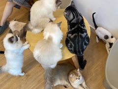 -有喵·猫咖·狗咖·30几只猫10只小狗(岗厦店)