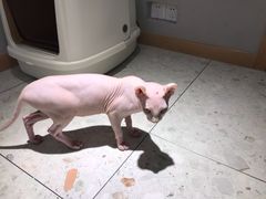 -飞行喵MR PILOT|猫舍·猫咖(静安大融城店)