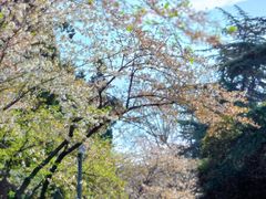 -武汉大学-樱园