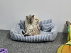 -艾贝尔宠物医院·24H转诊中心·肿瘤猫专科(江宁双龙店)