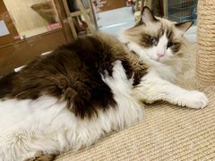 -米乐乖乖猫咪咖啡馆·猫咖(深圳湾后海汇店)