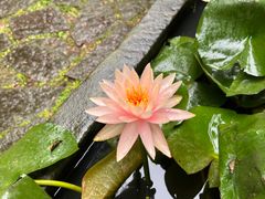 景点-西溪国家湿地公园