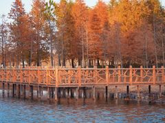 -黄海国家森林公园