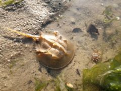 -北海金海湾红树林生态旅游区