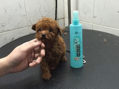 -萌萌喵宠物(百水芊城阅水坊店)