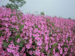 -花开海上生态园
