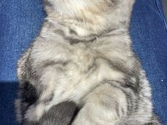 -平行世界·猫咖(首经贸店)