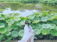 -陈家山荷花公园