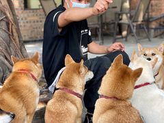 -柴犬高等学院·狗咖·柴犬售卖·宠物训练