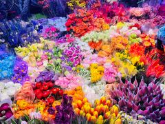 -花鸟鱼虫鲜花绿植市场(玉泉路店)