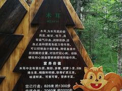 -汤旺河林海奇石景区