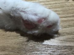 -藏猫猫咖啡主题馆(中央大道店)