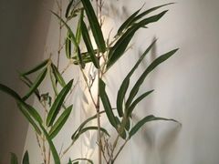 -锦初·禅意4K影院式足道·新中式SPA(茂业天地店)