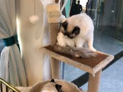 -喵喵咪呀布偶猫咖(春熙路店)